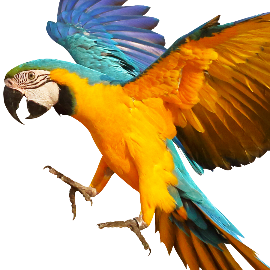 Parrot 